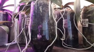 Наступает Весна.