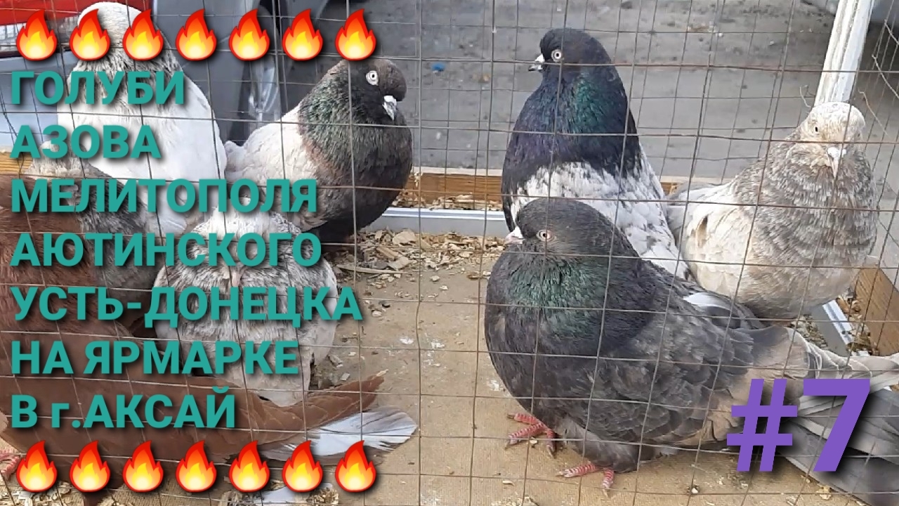 🔥🔥🔥 Голуби Азова, Мелитополя, Аютинского, Усть-Донецка на ярмарке в г.Аксай. Часть 7