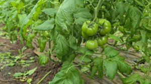 Томат Хакимару на продленном обороте. Новый сезон опять не без проблем.