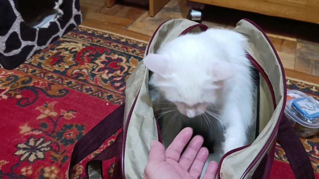 Масяня против отпуска: операция Захват сумки