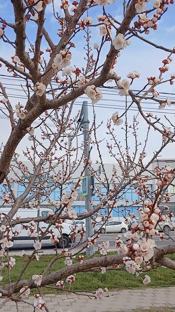 Весна шагает по Анапе!