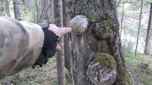 Чем СУВЕЛЬ отличается от КАПА Березовые КАП и СУВЕЛЬ