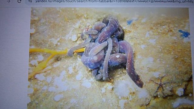 топ три самых длинных существ на планете