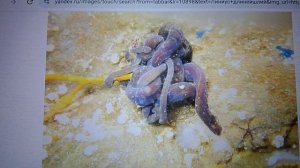 топ три самых длинных существ на планете