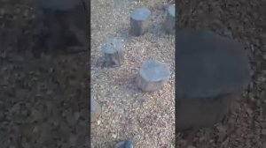 жду подругу