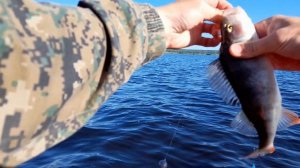 Кабанчики-окуни с каждого заброса. Силиконовые приманки Ural Baits