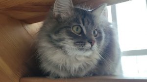 Кошка Забава передает всем привет!