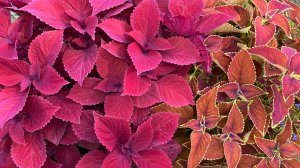 Сезону 2026- Быть! Что привезла из Владимира! Заказ семян!