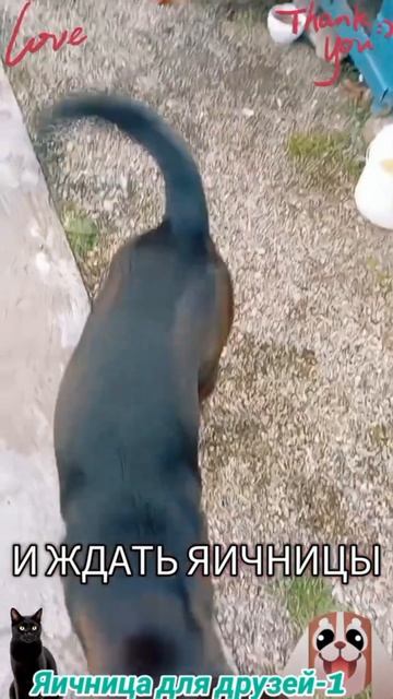 Яичница для друзей 1-1🐶🐱😅