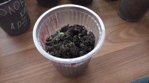 Рассада примулы на начало апреля