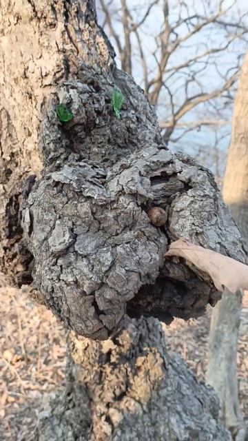 дерево-пес!