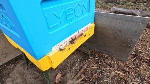 Пчёлы 2026-03-30 - часть 13