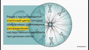 Биология 8 класс параграф 3 Животная клетка краткий пересказ