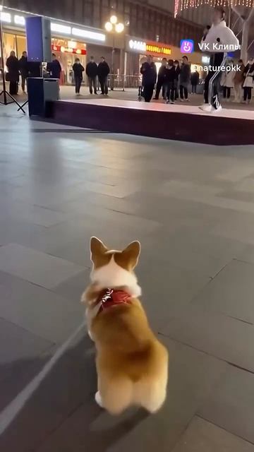 Танцо-Диско