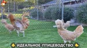 Идеальное птицеводство достойно восхищения 🐓🦆🦢🦚🦃🐔 эпизод (476)