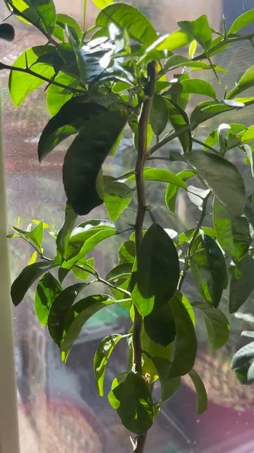 Результат посадки Манго, прошел месяц!