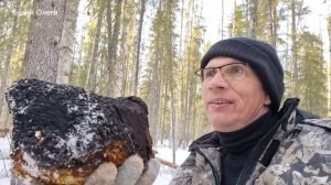 Долгожданный наст. Поход в лес за чагой.