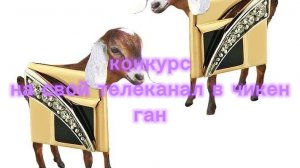 конкурс на лучший телеканал в чикен гане