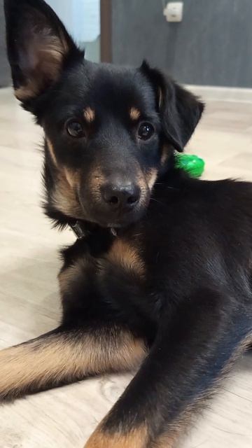 Альфа отдыхает #ловимдзен #мойпитомец #собачка #милота #домашниеживотные