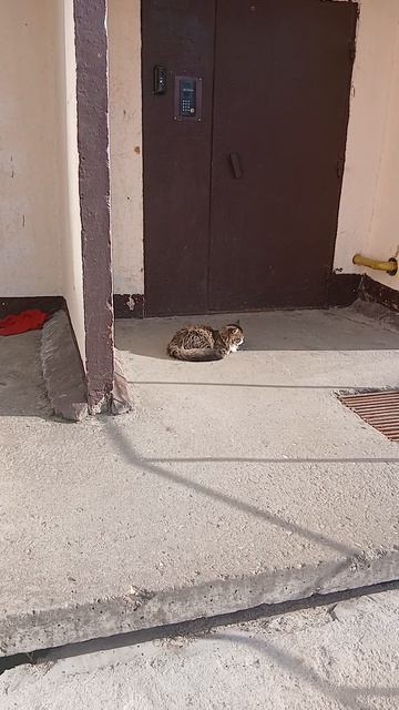 Кот просто- кот!