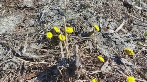 Март, расцвела мать-и-мачеха! Жизнь в деревне, лекарственные травы