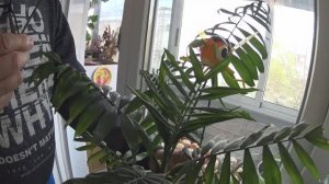 ПЧЁЛКИ ПРИЛЕТЕЛИ