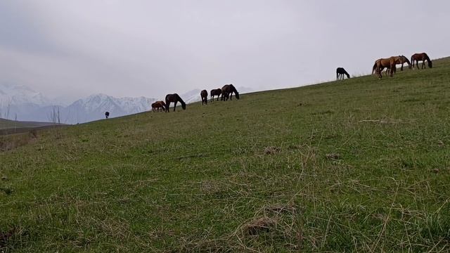 Открытие грибного сезона