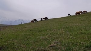 Открытие грибного сезона