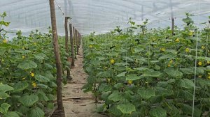 Огурец Северин в китайских теплицах, Чеченская Республика, март 2026.