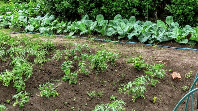 А в мичуринских летом и зимой(но город наступает)