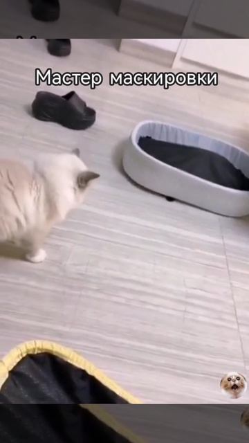 Мастер маскировки