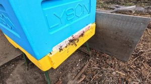 Пчёлы 2026-03-30 - часть 12