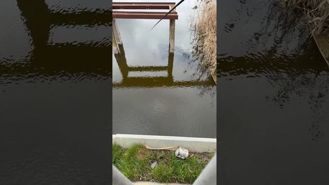 Гарпун 23 в прямом эфире на рыбалке!   #shorts