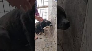 СОС в приюте нашествие клещей