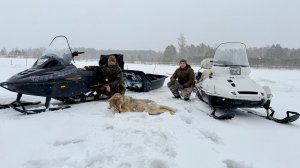 ЖИЗНЬ В ДЕРЕВНЕ. ЛОВИМ НАЛИМОВ НА ТЫЧКИ. ОТЕЦ ДОБЫЛ ТРЕТЬЕГО ВОЛКА.