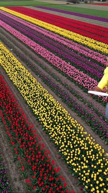 Цветущие тюльпаны: яркое поле весны #тюльпаны #цветы #природа