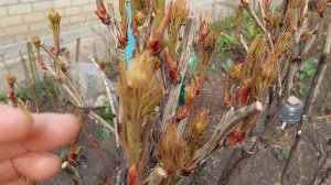 Азотные подкормки весной