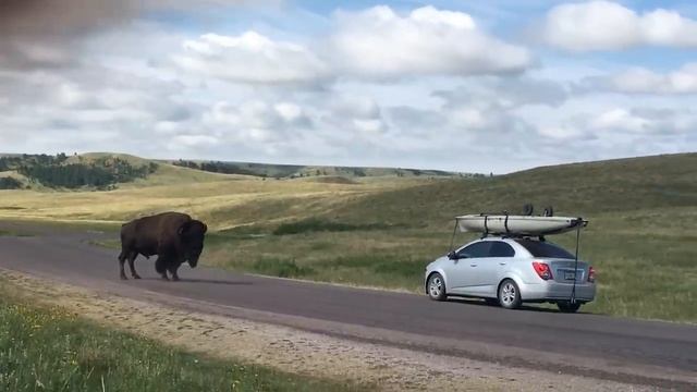 60 НЕВЕРОЯТНЫХ МОМЕНТОВ НА САФАРИ, СНЯТЫЕ НА КАМЕРУ