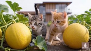 Котики - сборник [25 минут]