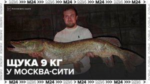 Рыбак поймал 9-килограммовую щуку у "Москва-Сити" и отпустил ее - Москва 24