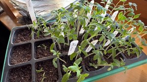 29 марта. СВОДКИ С ПОДОКОННИКА. РАССАДА 🌱