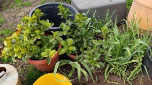 Томаты ночевали на улице