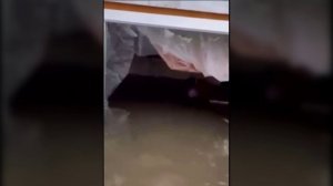 Шура - "Твори добро", спасение животных.