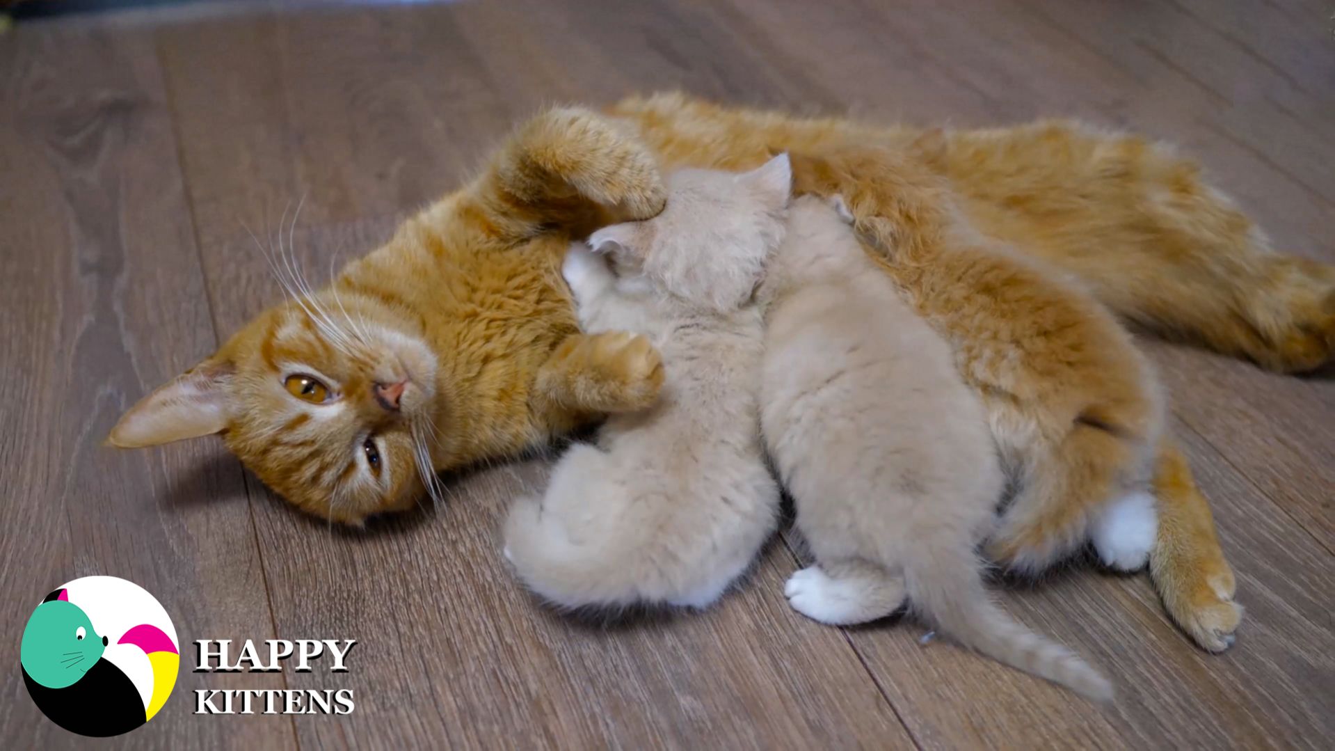 Котёнок спрятался под столом и боялся вылезти.