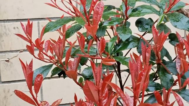 То что не вошло в Анапу цветущюю.