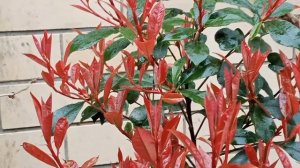 То что не вошло в Анапу цветущюю.