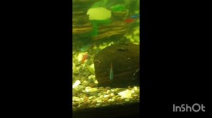 Аквариум 400 литров, рыбки еще есть. 31.03.2026