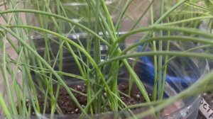 Стригу чернушку.