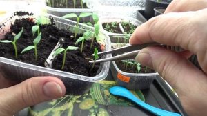 2313.  Обзор растишек. Стрижка. Полив.ВПЛ.