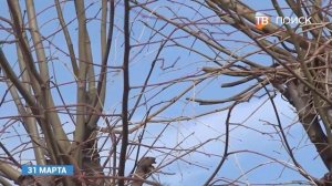 В Клину проводят опиловку деревьев на общественных пространствах